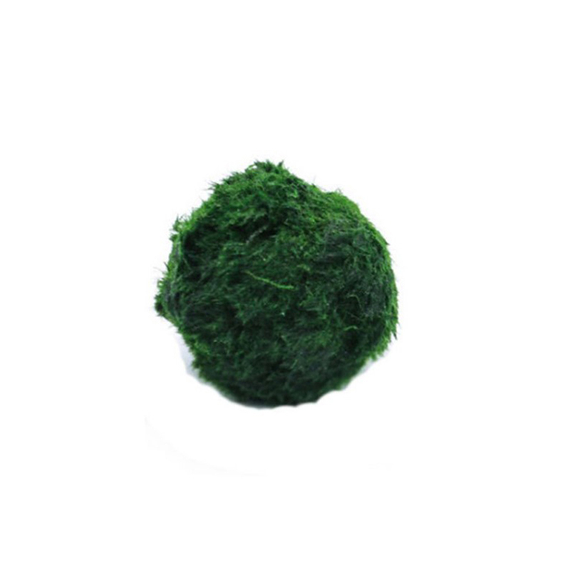 Marine Aquarium Live - Marimo musgo bolas ao vivo aquário