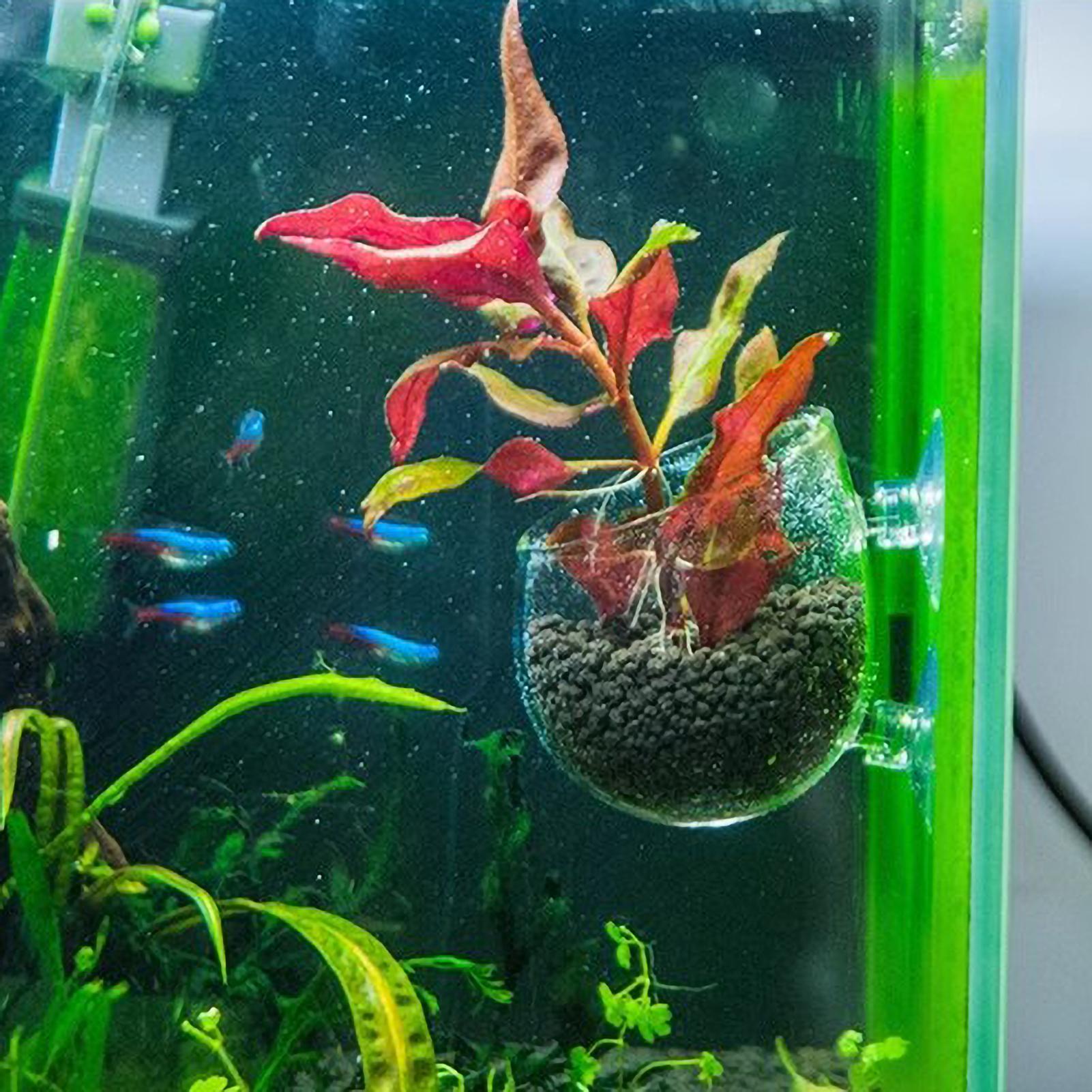 Suporte de Plantas para Aquári - Marine Aquarium Live avaliação e preço