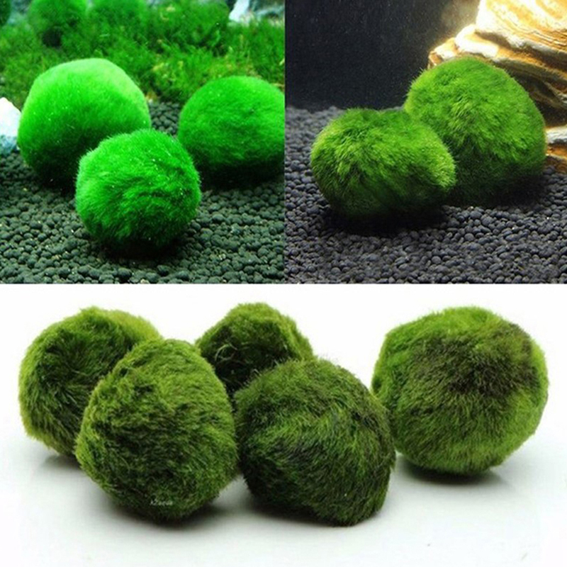 Marimo musgo bolas ao vivo aqu - Marine Aquarium Live avaliação e preço