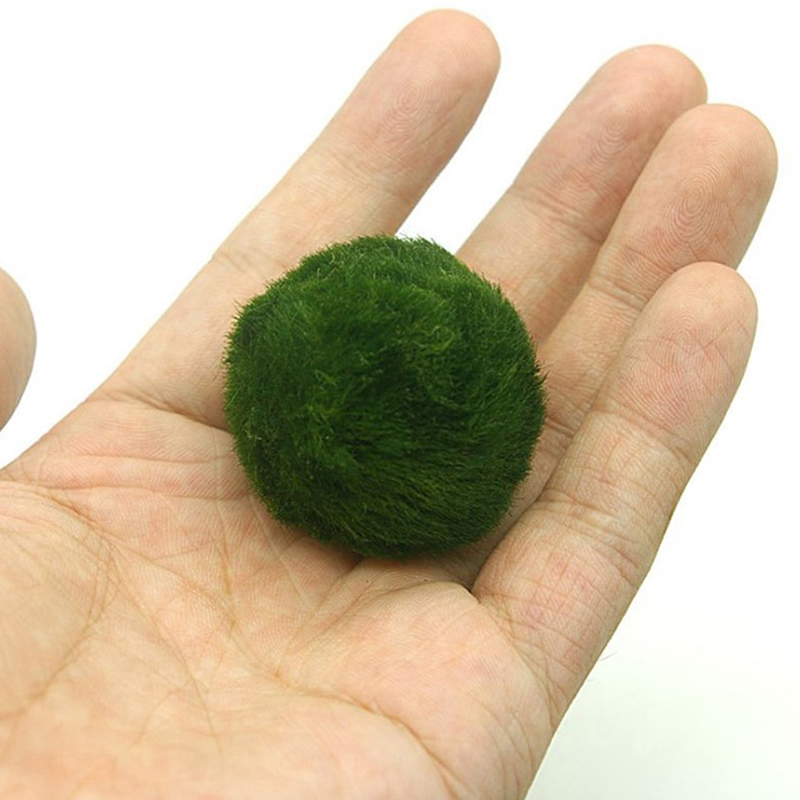 Marimo musgo bolas ao vivo aqu - Marine Aquarium Live avaliação e preço