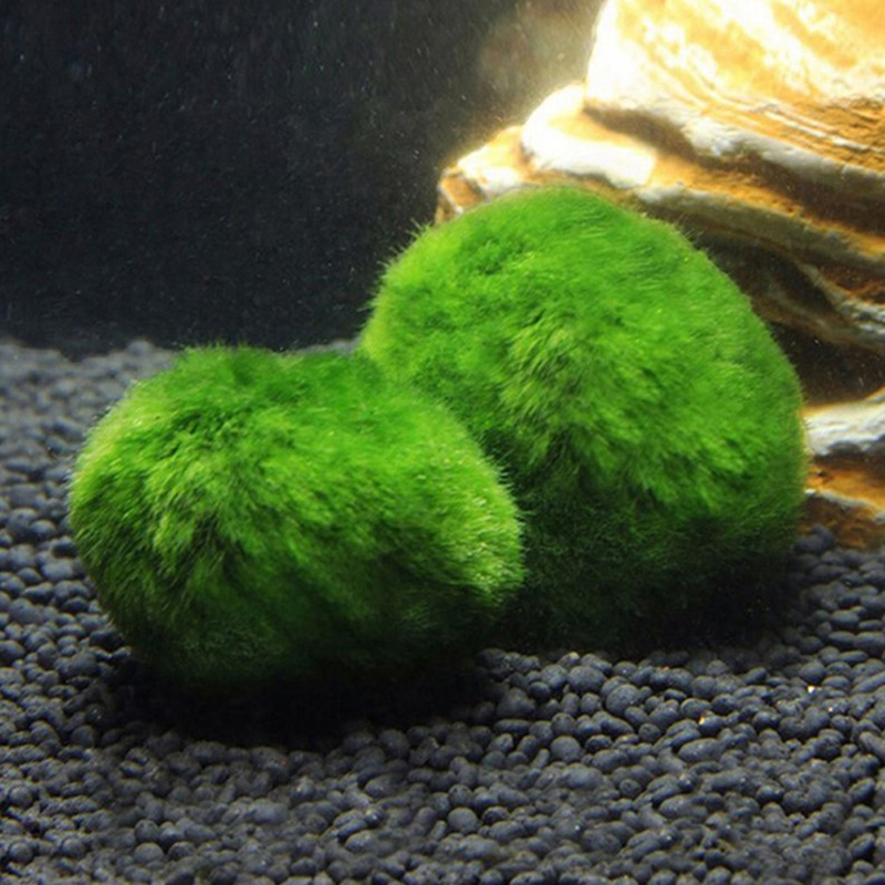 Marimo musgo bolas ao vivo aqu - Marine Aquarium Live avaliação e preço