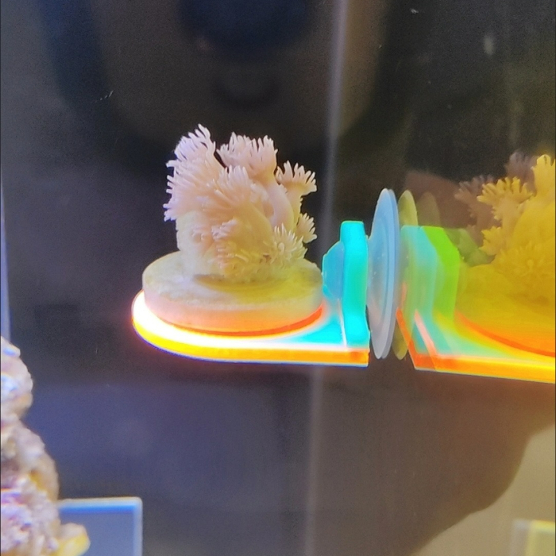 Cor aleatória coral frag titul - Marine Aquarium Live avaliação e preço